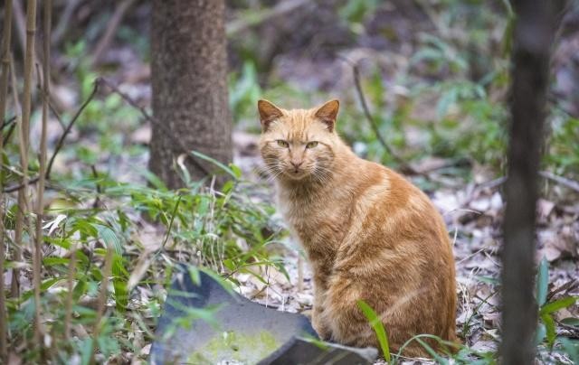 流浪猫绝育以后又给放生了为什么不找人领养