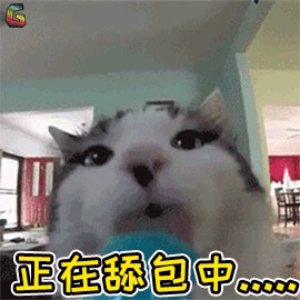 养猫久了才知道猫咪鼻吻你有这几个意思！