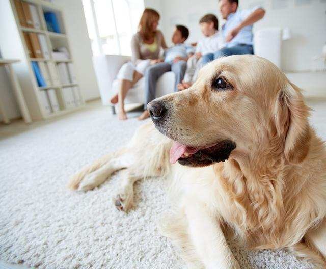 二次领养被主人送走斗牛犬在路上哭了