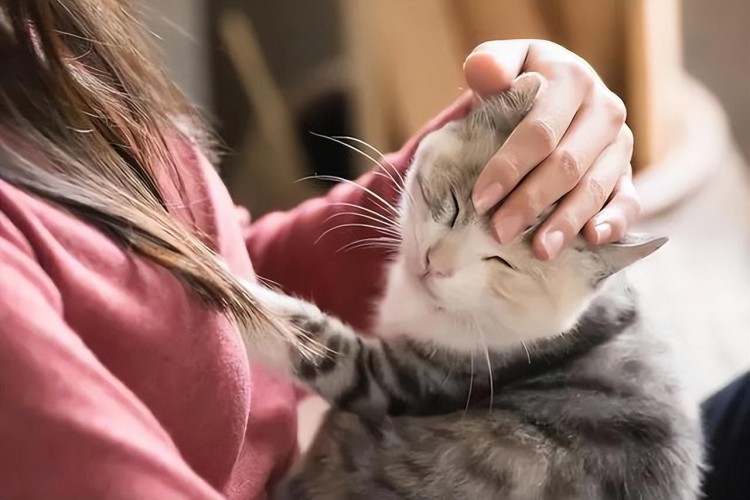 被抛弃的宠物猫结果是什么仿佛从天堂到地狱！