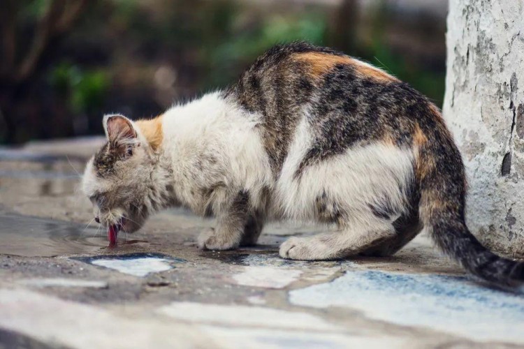 被抛弃的宠物猫结果是什么仿佛从天堂到地狱！