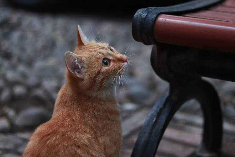 被抛弃的宠物猫结果是什么仿佛从天堂到地狱！