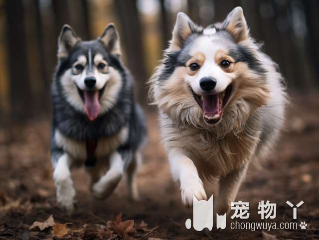 CKU犬舍的狗狗健康可靠吗?